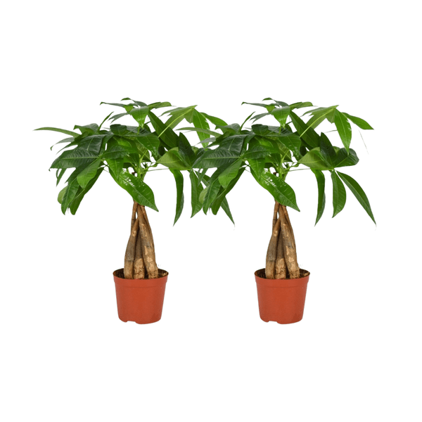 Pachira Aquatica – Glückskastanie mit geflochtenem Stamm – 2 Zimmerpflanzen – Ø12cm – ca. 35cm hoch – Pflegeleichte Feng Shui Pflanze für Wohnzimmer & Büro 