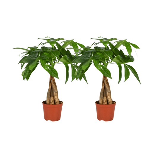 Pachira Aquatica – Glückskastanie mit geflochtenem Stamm – 2 Zimmerpflanzen – Ø12cm – ca. 35cm hoch – Pflegeleichte Feng Shui Pflanze für Wohnzimmer & Büro 