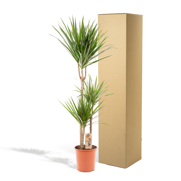 Dracaena Marginata - Ø21cm - ↕120cm - Oasis of Life