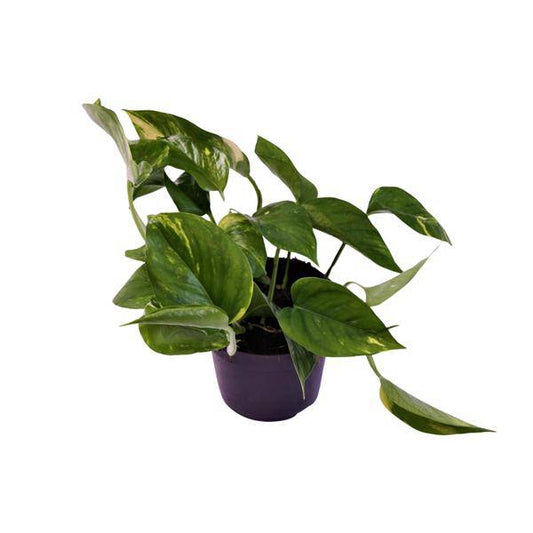 Efeutute - Scindapsus Epipremnum Aureum - Zimmerpflanze - Ø12cm - ↕25cm 