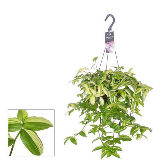 Dreimasterblume Tradescantia Yellow Hill – Zimmerpflanze – Ø17cm – ↕40cm – Hängende Pflanze mit gelbgrünem Laub und violetten Blattunterseiten – Pflegeleicht & dekorativ 