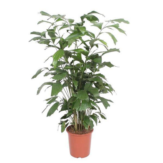Fischschwanzpalme – Caryota Mitis – Zimmerpflanze – 140cm – Ø27cm – Exotische Palme mit fächerförmigen Blättern für Wohnzimmer und Büro 