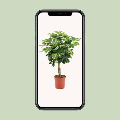 Strahlenaralie - Schefflera Arboricola Gold Capella - Zimmerpflanze - Ø19cm - ↕75cm