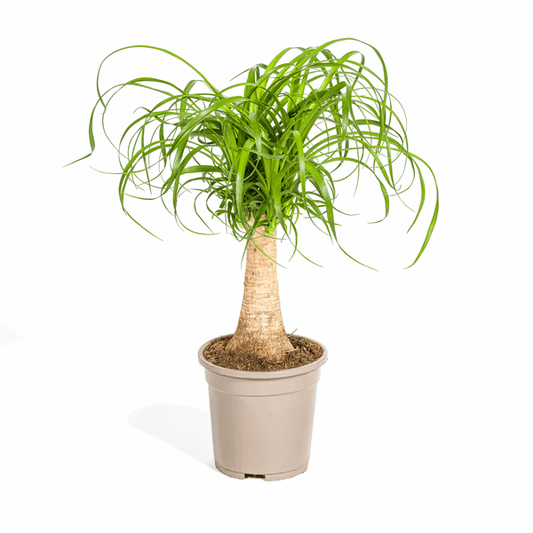 Beaucarnea Recurvata – Elefantenfuß – Zimmerpflanze – Ø17cm – ↕40-60cm – Pflegeleicht & dekorativ 