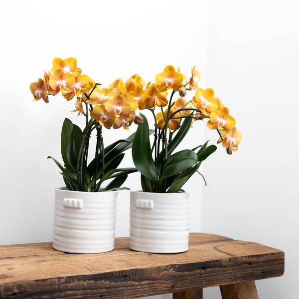 Orange-goldene Phalaenopsis-Orchidee - Jewel Las Vegas - Topfgröße Ø12cm | blühende Topfpflanze - frisch vom Züchter - Oasis of Life