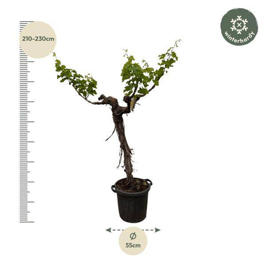 Weintraube – Vitis Vinifera – Weinrebe 220cm – Ø55cm – Verzweigter Stamm mit üppigem Blattwerk – Exklusive Kübelpflanze für Garten, Terrasse & Balkon – Essbare Trauben 