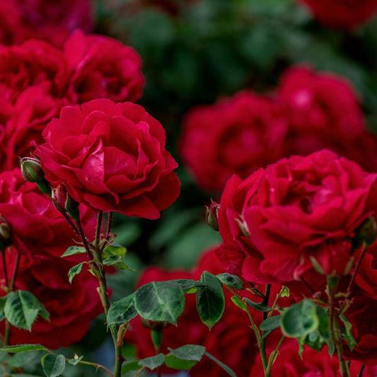 Blumenerden für Rosen - Rosenerde - 40 Liter - inklusive RhizoPlus Wurzelverbesserer