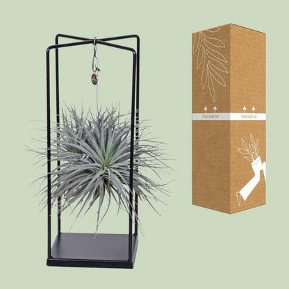 Luftpflanze -Tillandsia Mix - Zimmerpflanze - Ø20cm - ↕20cm 