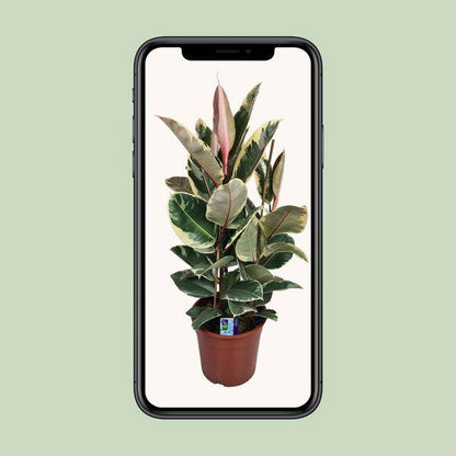 Gummibaum - Ficus Elastica Tineke - Zimmerpflanze - Ø27cm - ↕85cm