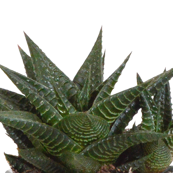 Sukkulente - Gasteria/Haworthia - Mix 8,5cm - 3 Stück + Topf 