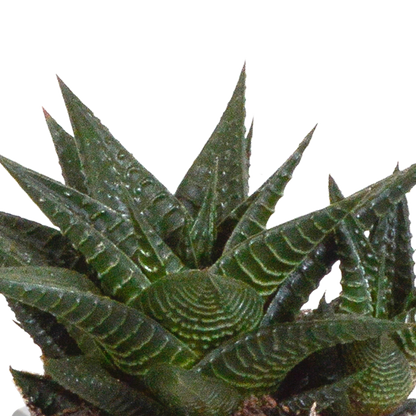 Sukkulente - Gasteria/Haworthia - Mix 8,5cm - 3 Stück + Topf 