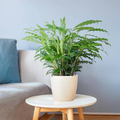 Calathea Rufibarba - Korbmarante - Zimmerpflanze - ↕55cm - Ø17cm + Topf Viber Weiß