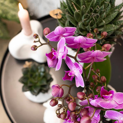 Kolibri Orchids | Lila/rosa Phalaenopsis Orchidee - Mineral Vienna - Topfgröße Ø9cm | blühende Zimmerpflanze - frisch vom Züchter - Oasis of Life