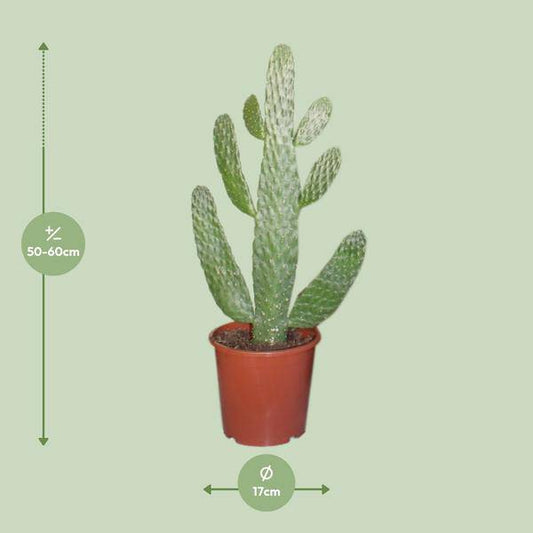 Feigenkaktus - Opuntia Consolea - Zimmerpflanze - Ø17cm - ↕55cm