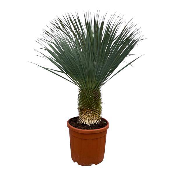 Yucca Rostrata - Palmlilie - Zimmerpflanze - ↕160 cm - Ø50cm