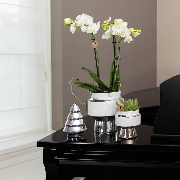 Weiße Phalaenopsis Orchidee - Amabilis + Le Chic Deko-Topf silber - Topfgröße Ø9cm - 40cm hoch | blühende Zimmerpflanze im Blumentopf - frisch vom Züchter - Oasis of Life