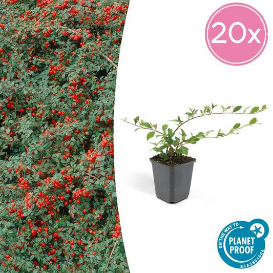 Teppich-Zwergmispel Cotoneaster dammeri – ↕10-25cm – Ø9cm – 20 Pflanzen – Robuster, winterharter Bodendecker – Blühend & beerentragend – Für Sonne & Schatten – Pflegeleichter Garten