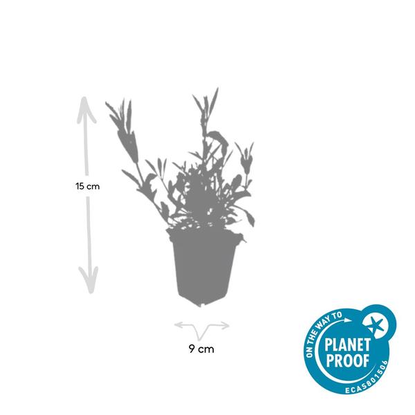 Patagonisches Eisenkraut Verbena bonariensis – 12 Pflanzen – Luftige Staude – Bienen- & Schmetterlingsmagnet – Pflegeleicht – Sonnige Beete & Rabatten