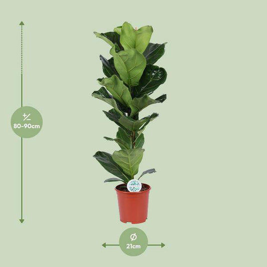 Geigen-Feige - Ficus Lyrata - Zimmerpflanze - Ø21cm - ↕90cm