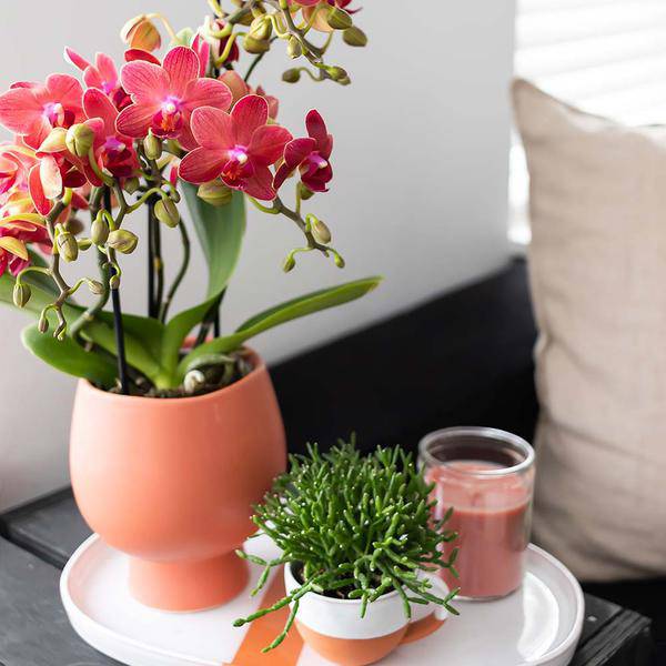 rote Phalaenopsis-Orchidee - Kongo - Topfgröße Ø9cm | blühende Zimmerpflanze - frisch vom Züchter - Oasis of Life