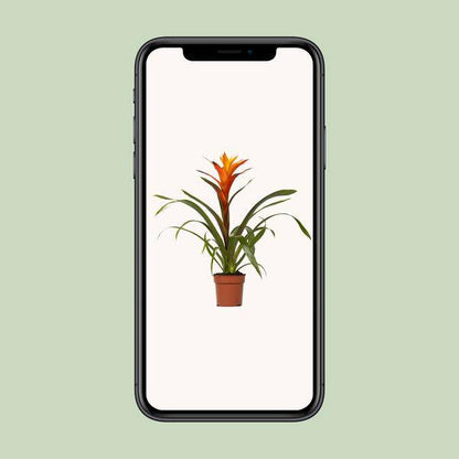 Bromelie - Guzmania Variada - Zimmerpflanze - Ø12cm - ↕50cm