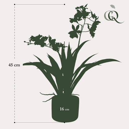 Künstliche Pflanze - Orchidee - Weiß - ↨45cm