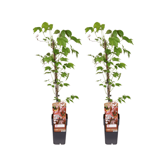 Parthenocissus Tricuspidata Veitchii Boskoop – Dreilappige Jungfernrebe – 2 Pflanzen – Kletterpflanze – Ø15cm – Höhe ca. 65cm – Winterharte Rankpflanze für Garten, Balkon und Terrasse