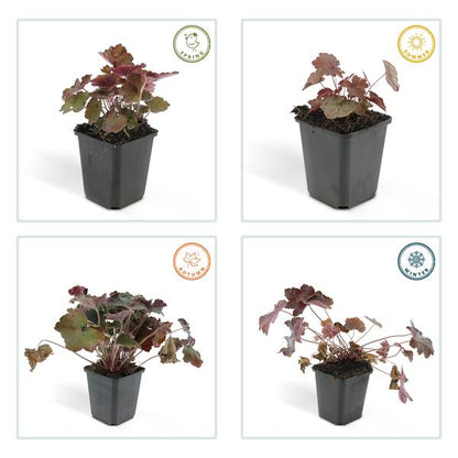 Purpurglöckchen - Heuchera mic. 'Palast Lila' - ↕10-25cm - Ø9cm - 40 Stück