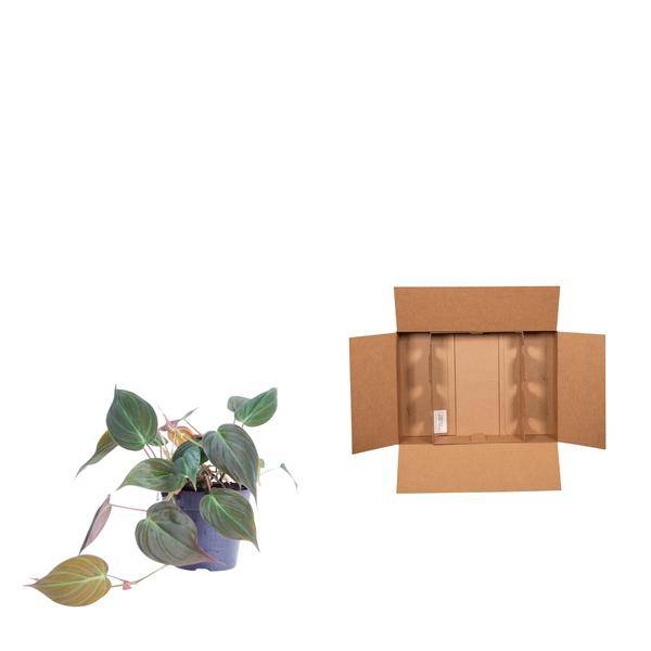 Philodendron scandens 'Micans' – Baumfreund – Zimmerpflanze ↕25cm – Ø12cm – Herzblatt-Philodendron mit samtigen Blättern – Hänge- & Kletterpflanze für Wohnzimmer & Büro 