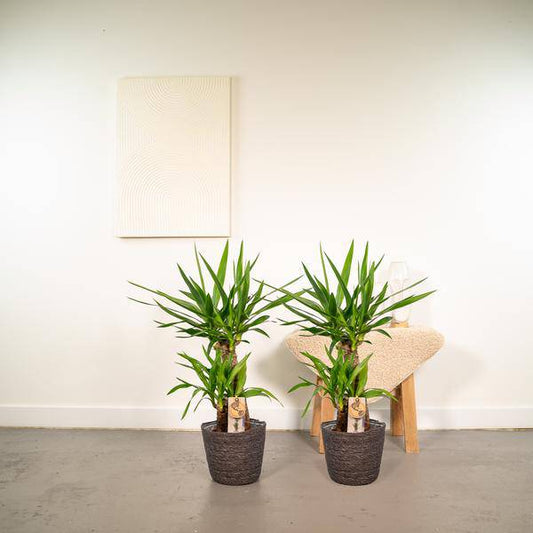 2x Yucca - ↨90cm - Ø17cm - Oasis of Life