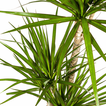 Dracaena Marginata Grün Ø21cm - ↕110 - 130cm