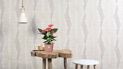 Anthurium Sweet Dream in transparenter Hülle - Flamingoblumen - Zimmerpflanze - Ø12cm - ↕36cm 