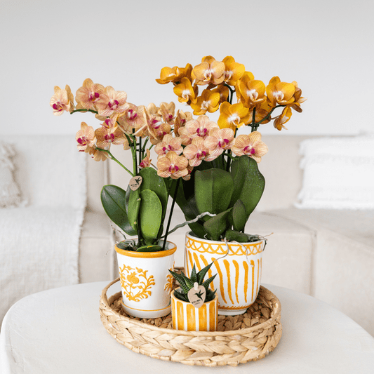 Orchidee Jamaica Orange - Zimmerpflanze + Malaga Deko-Topf Orange Ø9cm