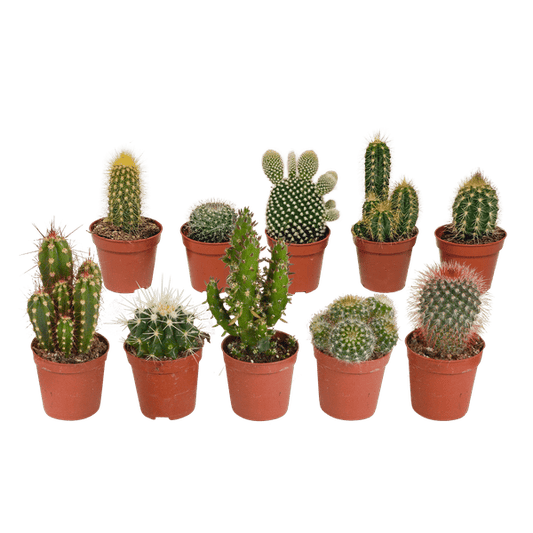 Kakteen - Mix - 5,5 cm - 10 Stück