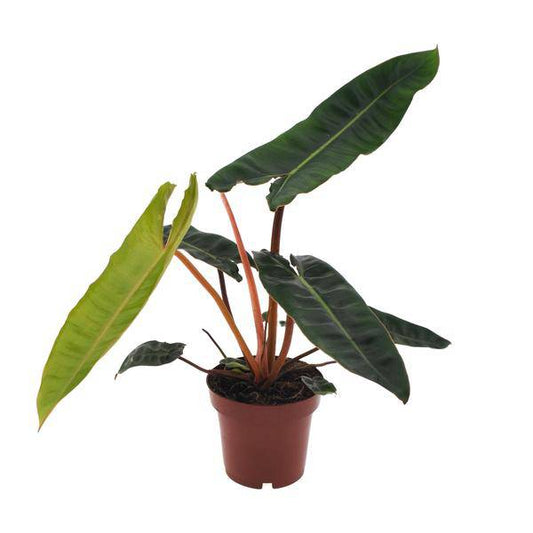 Baumfreund - Philodendron Billietiae - Zimmerpflanze - Ø12cm - ↕25cm 