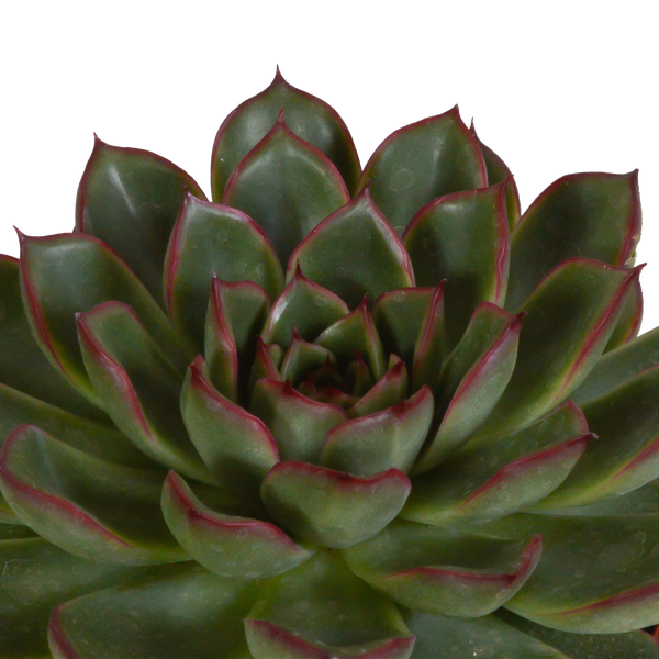 Steinrose - Echeveria Mix - Zimmerpflanze - 10,5 cm - 3 Stück - im Mexicaanse Topf