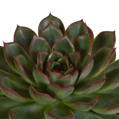 Steinrose - Echeveria Mix - Zimmerpflanze - 10,5 cm - 3 Stück - im Mexicaanse Topf