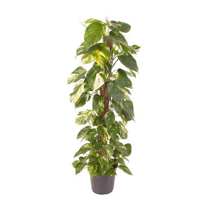 Efeutute - Epipremnum Pinnatum - Zimmerpflanze - Ø24cm - ↕120cm
