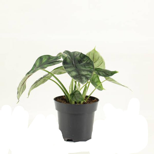 Elefantenohr Alocasia Dragon Scale – Zimmerpflanze Ø14 cm – ca. 25 cm hoch – Exotisches Blatt-Design – Pflegeleicht & dekorativ 