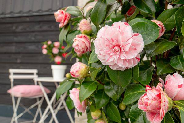 Kamelie - Camellia japonica Bonomiana - Ø19 - ↨65cm 
