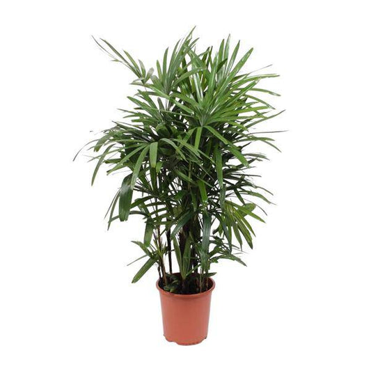 Steckenpalme - Rhapis Excelsa - Zimmerpflanze - Ø27cm - ↕120cm 