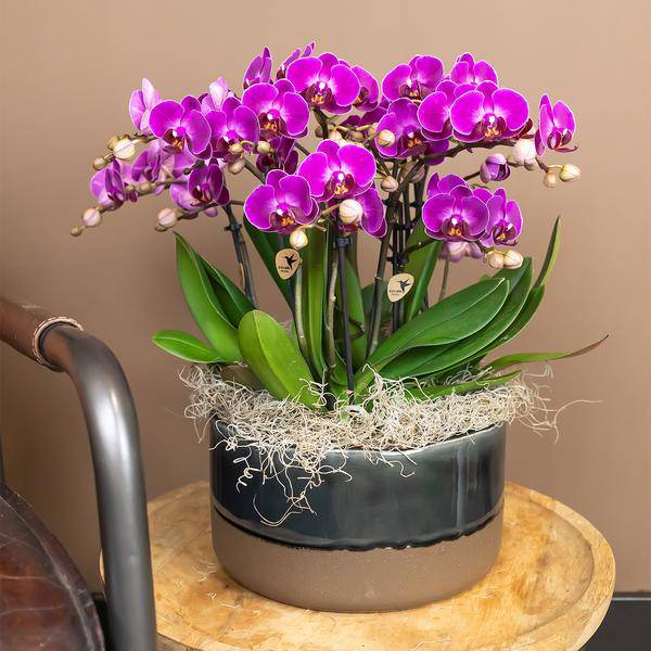 Kolibri Orchids | Lilac Phalaenopsis Orchid - Morelia - Topfgröße Ø9cm | blühende Zimmerpflanze - frisch vom Züchter - Oasis of Life