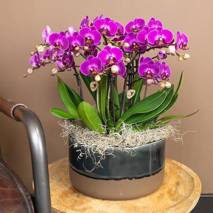 Kolibri Orchids | Lilac Phalaenopsis Orchid - Morelia - Topfgröße Ø9cm | blühende Zimmerpflanze - frisch vom Züchter - Oasis of Life