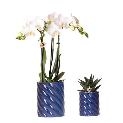 Amabilis Orchidee Weiß & Sukkulente Haworthia – Zimmerpflanzen Set – Candy Dekotöpfe Blau Ø9cm & Ø6cm – Pflanzenset für Wohnzimmer & Geschenkidee 