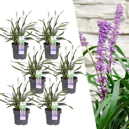 Liriope muscari 'Ingwersen' – Glöckchentraube – Immergrüne Staude mit lavendelfarbenen Blüten – Ø14cm – ↨25cm – 6 Pflanzen