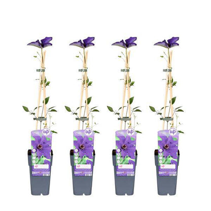 Waldrebe - Clematis The President - ↨65cm - Ø15cm - 4 Stück