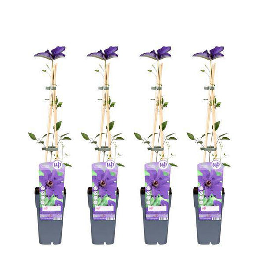 Waldrebe – Clematis 'The President' – 4 Pflanzen – Ø15cm – ↨65cm – Kletterpflanze mit violetten Blüten – ideal für Garten & Pergola