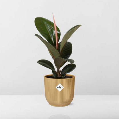 Gummibaum - Ficus Elastica 'Robusta' - Zimmerpflanze + Topf Vibes Fold 14cm Gelb