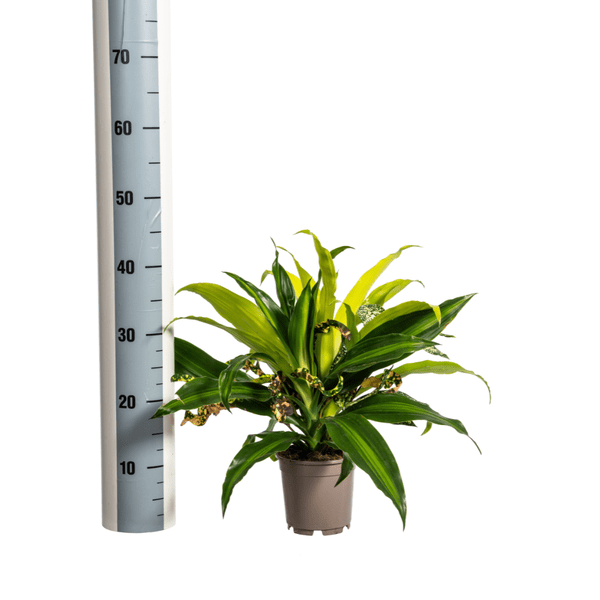 Gemischte Kombi Ø17cm - ↕60cm - Oasis of Life
