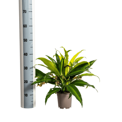 Gemischte Kombi Ø17cm - ↕60cm - Oasis of Life